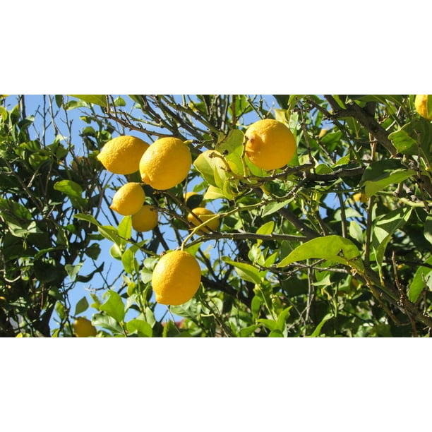 Cyprus Lemon Yellow Agriculture Lemon Tree-12 Inch BY 18 ...
