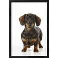 thumbnail image 2 of Smooth Haired Minature Dachsund, Animals Framed Art Print Wall Art Sold by Art.Com, 2 of 5
