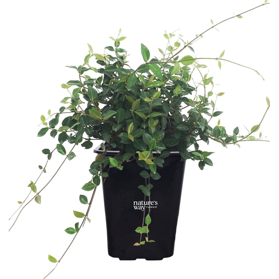Nature’s Way Farms Jasmine Confederate Staked Outdoor Live Plant (15-25in Tall) in Grower Pot
