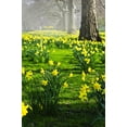 thumbnail image 2 of Daffodils St James's Park Wall Mural by Wallmonkeys Peel and Stick Graphic (24 in H x 16 in W) WM254868, 2 of 4