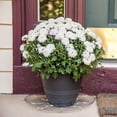 thumbnail image 3 of Gardener's Blue Ribbon Saucer Plus 16 In. Clear Plastic Flower Pot Saucer SP16, 3 of 6