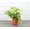 Terra Cotta, variant on Live Marble Queen Pothos Plant - 4" Decorative Eco Pot - Natural