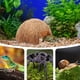 thumbnail image 5 of Decoración de refugio para reptiles, cueva de concha de cocos para reptiles delicados, terrario, cueva escondite natural para reptiles, 5 of 7