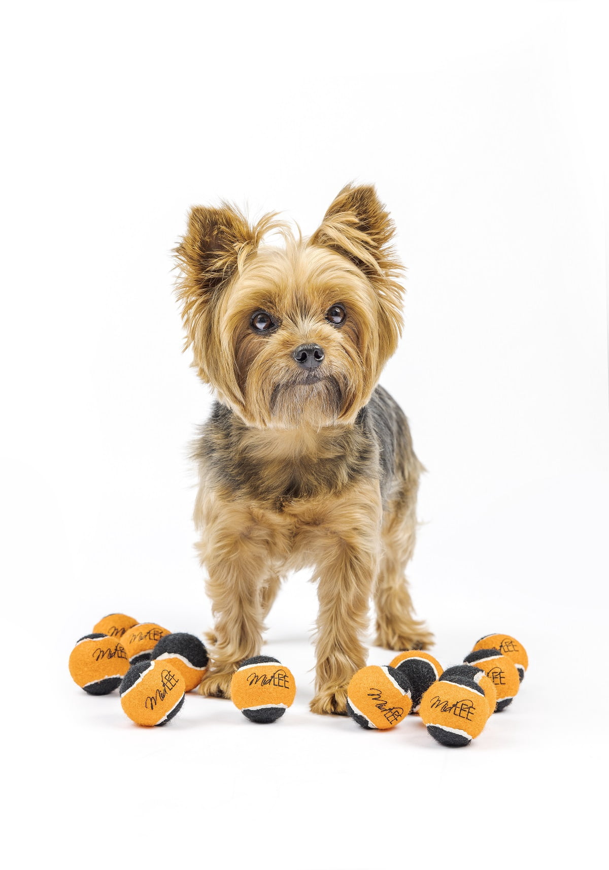 Midlee 12 Stück Mini-Hunde-Tennisbälle In Orange/Schwarz – Perfekt Für Halloween, Kleine Hunderassen & Apportierspiele! 3,8 Cm Durchmesser