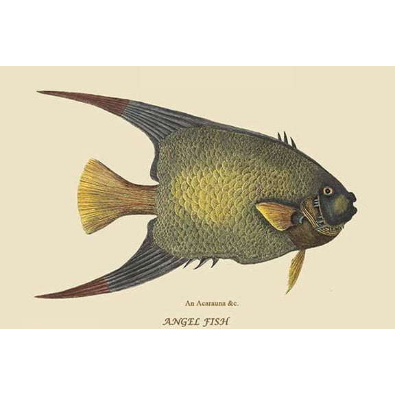 Angel Fish-Fine Art Canvas Print (20" x 30")