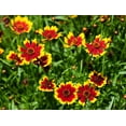 thumbnail image 2 of 1000 PLAINS COREOPSIS (Golden Tickseed) Coreopsis Tinctoria Flower Seeds, 2 of 6