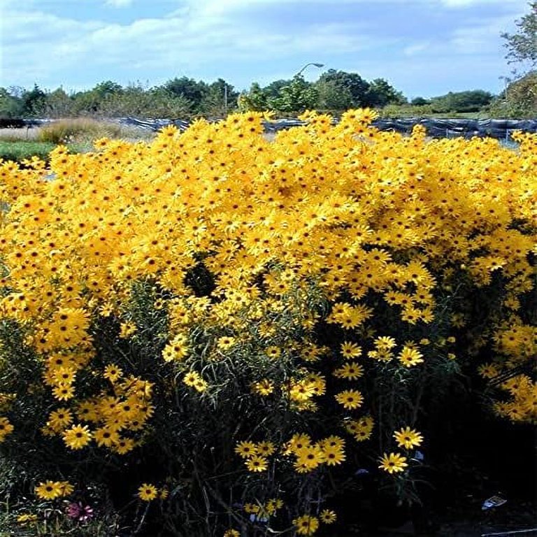 Planting for Pollinators: Establishing a Wildflower Meadow from Seed [fact  sheet]