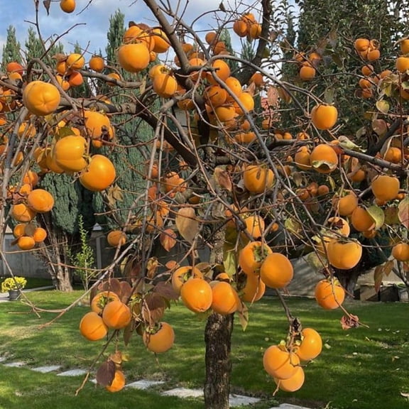 Set of 2 Live American Persimmon Plants, 6-10 Inch Tall, in Quart Pot, Sweet Persimmon Fruit Tree Bareroot for Garden, Backyard, and Outdoor Planting, Dormant in Winter