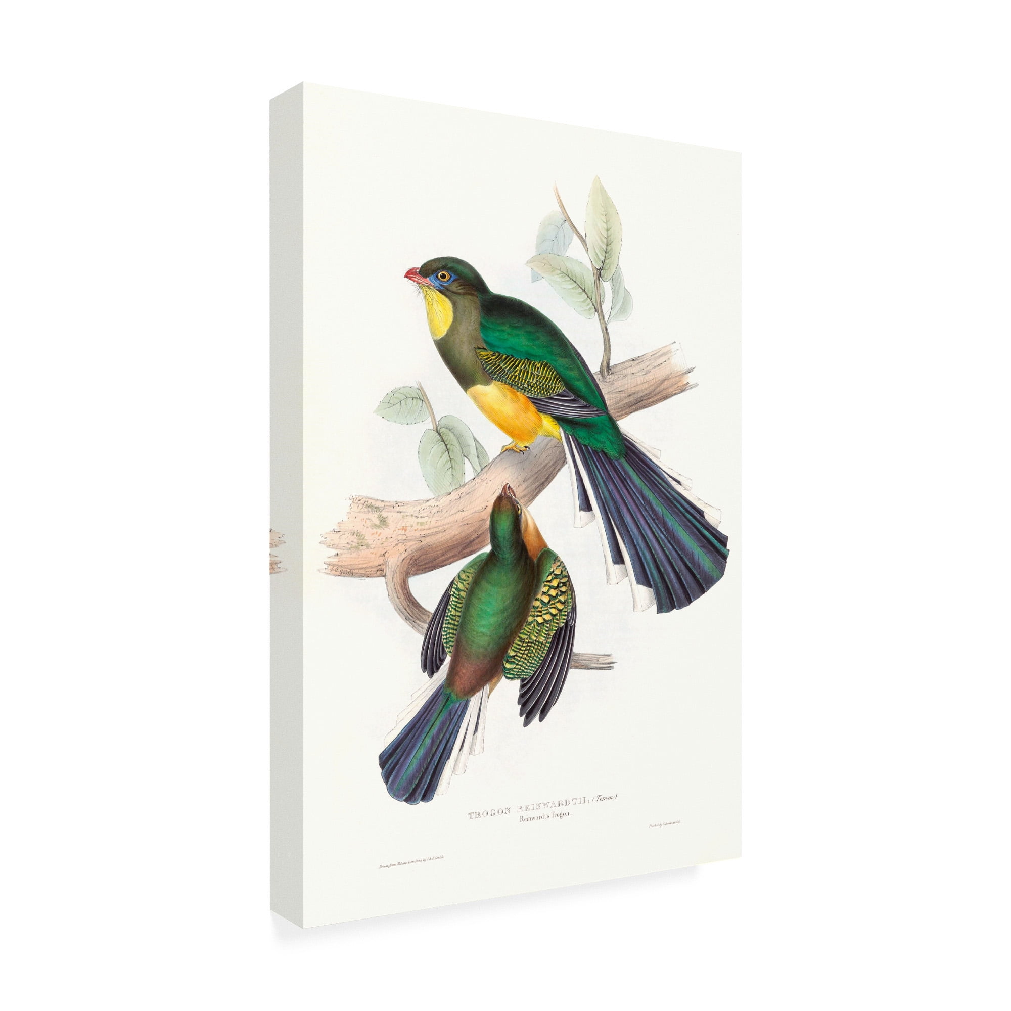 Trademark Fine Art 'Tropical Trogons I' Canvas Art by John Gould