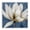 White Lotus Blooms_v1, variant on Stupell Industries Contemporary White Lotus Blooms Black Floating Frame Canvas Art, 18 x 18, by Carol Robinson