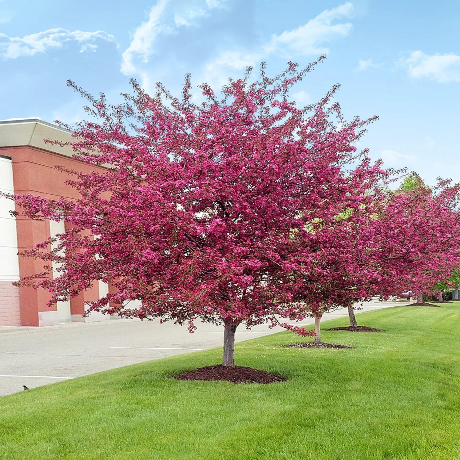 Expert Gardener 1-2 ft tall Centurion Crabapplee Live Tree in 1-Gallon Grower Pot