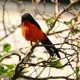 thumbnail image 4 of Pájaro artificial Zulema Gorrión realista, 4 of 5