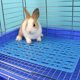 thumbnail image 5 of 4 Uds. Alfombrilla para suelo de conejo, almohadilla para pies de Animal PEQUEÑO, estera de descanso para jaula, estera para jaula de conejo, 5 of 5