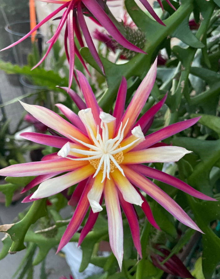 Fishbone Zig Zag Cactus Plant Live for Planting, Zig Zag Cactus Plant, Frangant Pink-White Flowers for Indoor Outdoor in 4 Inc Pot
