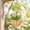 A, variant on Wall Mounted Hanging Basket Liners, Natural Coir Fiber, Adjustable Planter Insert for Outdoor Garden Window Boxes and Balconies, 2-Pack