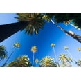 thumbnail image 2 of California Palm Trees Wall Mural by Wallmonkeys Peel and Stick Graphic (18 in W x 12 in H) WM199319, 2 of 4