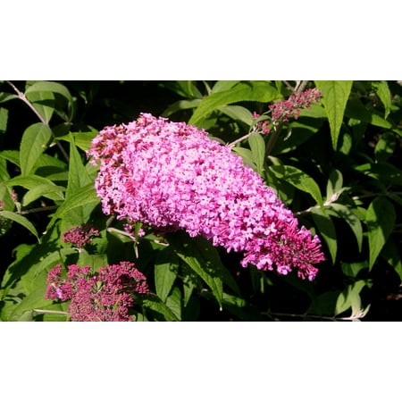 Pink Delight Butterfly Bush - Buddleia - Perennial - Gallon (Best Perennials For Butterflies)