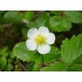 thumbnail image 4 of 100 Graines de Fraise ALPINE Fragaria Vesca Fruit Rouge Fleur Blanche, 4 of 4