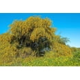 thumbnail image 6 of 10 GOLDEN MIMOSA Acacia Baileyana Yellow Wattle Tree Flower Seeds, 6 of 10