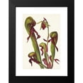thumbnail image 2 of Mary Vaux Walcott 14x18 Black Modern Framed Museum Art Print Titled - California Pitcherplant. Chrysamphora Californica (1925), 2 of 5