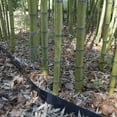 thumbnail image 6 of 15 feet Long x 30 inch x 80 mil - Bamboo Root Barrier/Water Barrier, 6 of 12