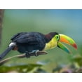 thumbnail image 2 of Fitzharris, Tim 32x26 Black Ornate Wood Framed with Double Matting Museum Art Print Titled - Keel-billed Toucan I, 2 of 4
