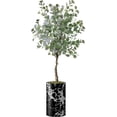 thumbnail image 4 of Artificial Tree in Modern Marble Effect Planter, Fake Eucalyptus Silk Tree for Indoor and Outdoor Home Decoration - 57" Overall Tall (Plant Pot Plus Tree), 4 of 5