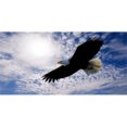 thumbnail image 1 of Soaring Eagle With Clouds License Plate Free Personalization on this plate, 1 of 1