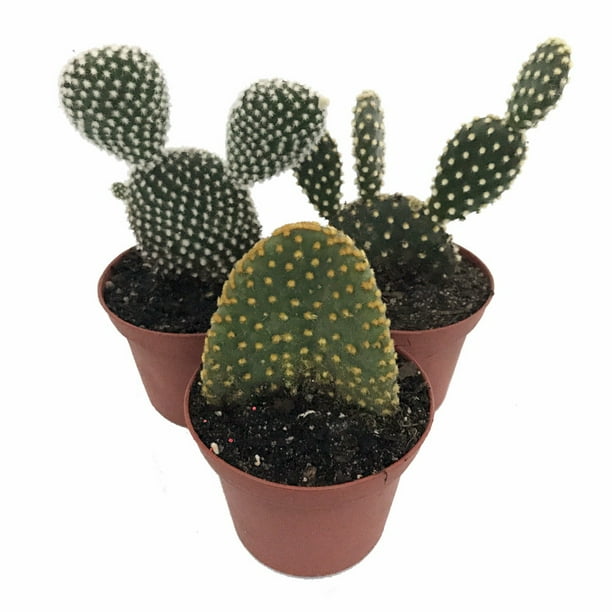 Prickly Pear Cactus Collection Opuntia 3 Different Plants 2 Pots Walmart Com Walmart Com