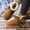 #002-Brown, variant on Wowcloth Women's Winter Casual Snow Boots – Cute Bow Detail, Thick Platform Sole, Thermal Fleece Lined for Fashionable Outfits, Cold Weather Footwear