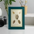thumbnail image 5 of Bookplate Shells II - Framed Print w/glass - Ocean Blue, 5 of 8