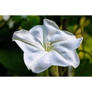 50 MOONFLOWER MORNING GLORY White Moon Flower Ipomoea Alba Flower Vine Seeds