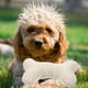 thumbnail image 4 of Juguete para morder con forma de hueso para perros, juguete para masticar cachorros con chirriador, suministros para mascotas, 4 of 6