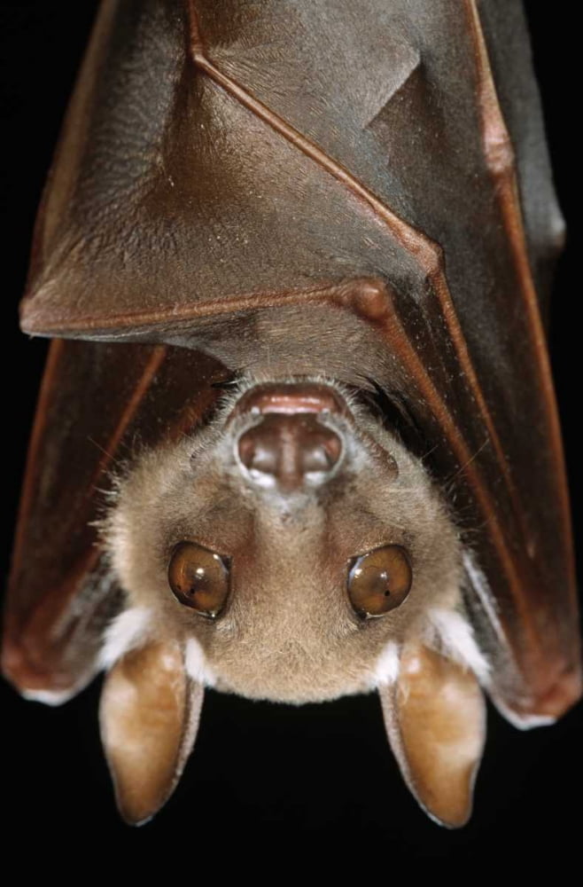 Buettikofers Epauletted Bat close up of face Poster Print by Ingo Arndt