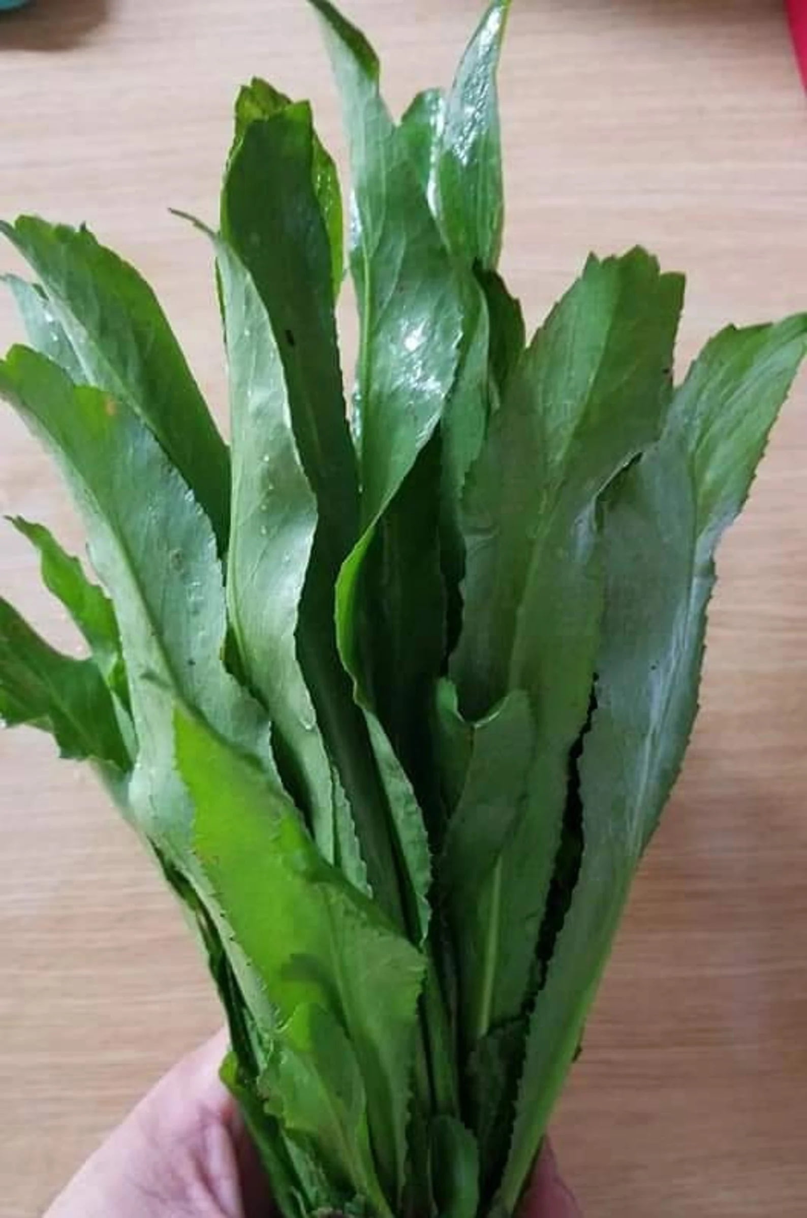 Desde Mi Huerto Long Leaf Coriander Recao Organic Seeds