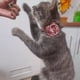 thumbnail image 4 of Collar Para Mascotas Diseño Ajustable, 4 of 8