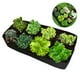 thumbnail image 4 of Moyic Suministros hortícolas reutilizables para plantar cómodamente bolsas de plantación de rejilla múltiple plantación de plantas Jardín y Patio, 4 of 6