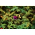 thumbnail image 2 of Philip Clayton-Thompson 18x13 White Modern Wood Framed Wall Art Titled - Garden Butterfly I, 2 of 5