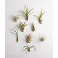 thumbnail image 1 of Magasinez des Succulentes / Collection Assortie / Variété d'Espèces, Plante Tropicale d'Intérieur pour Déco Maison, Terrariums DIY, Lot de 10, 1 of 4