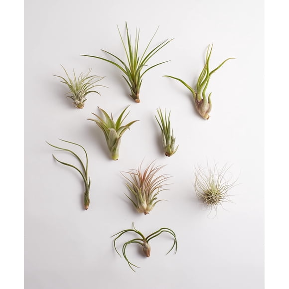 Shop Succulents | Assorted Collection | Variety of Species, Tropical House Plant for Home Décor, DIY Terrariums, 10-Pack