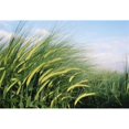 thumbnail image 1 of Posterazzi DPI1878487 Wheat Fields In England. Close-Up Poster Print, 16 x 11, 1 of 1
