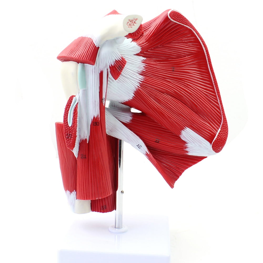 Human Joint Anatomical Model Body Model Scientific Muscled Shoulder human-joint-anatomical-model-body-model-scientific-muscled-shoulder