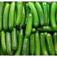 thumbnail image 2 of Alpha Cucumber Seeds for Planting (30 Seeds) Persian Beit Alpha (a.k.a. Lebanese) Cucumis sativus, Grown in USA!, 2 of 5