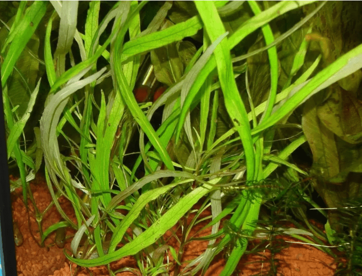 Hygrophila Angustifolia – Easy Live Freshwater Aquarium Plant for Fish Tanks