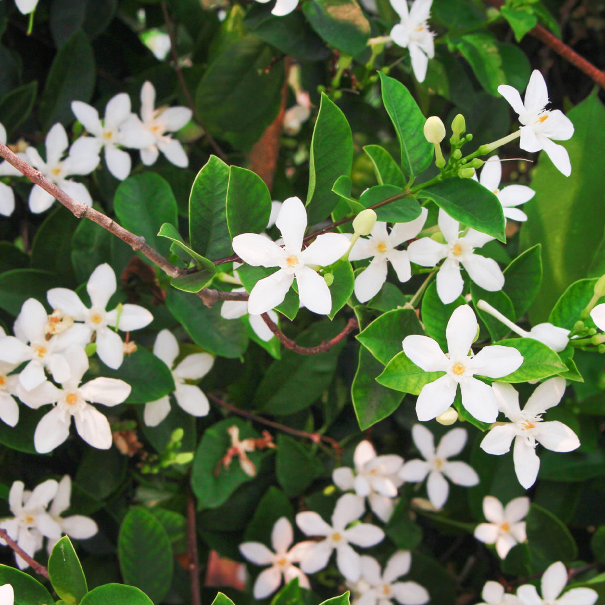 Japanese Star Asiatic Jasmine Plant Trachelosperumum