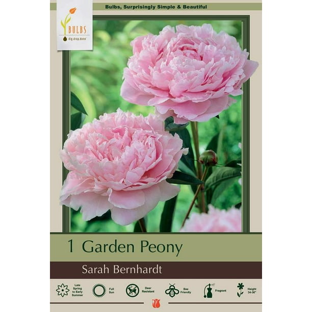 Sarah Bernhardt Peony Fragrant 3 5 Eyes Bareroot Walmart Com
