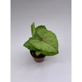 thumbnail image 3 of Syngonium Cream Allusion in 2 inch Pot, Well Rooted Live Starter House Plant, 3 of 8