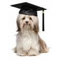 thumbnail image 2 of Cute Eminent Graduation H)avanese Wall Mural Decal by Wallmonkeys Vinyl Peel and Stick Graphic (36 in H x 27 in W), 2 of 4