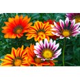 African Daisy Gazania Flower (50 Seeds) NonGMO Organic