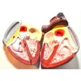thumbnail image 2 of Eisco Labs Human Heart Model; Larger than Life Size (8"); 2 Parts; On Base, 2 of 2